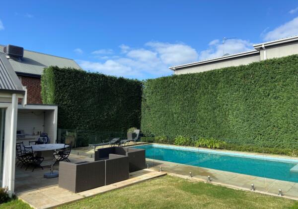 Hedge Trimming Newtown