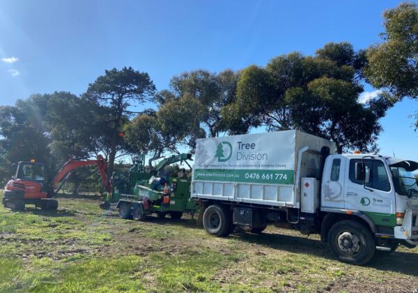 Large Tree Removal Newtown