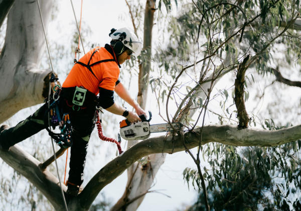 Geelong arborist removing tree branch