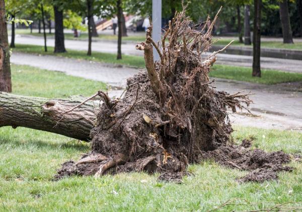 Emergency tree removal after storm damage in Geelong