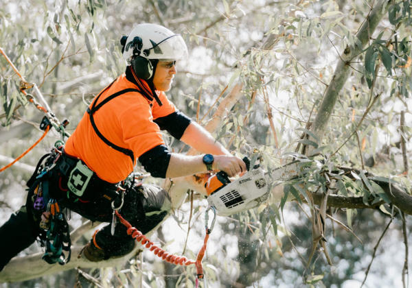 Geelong arborist pruning tree and removing branches.