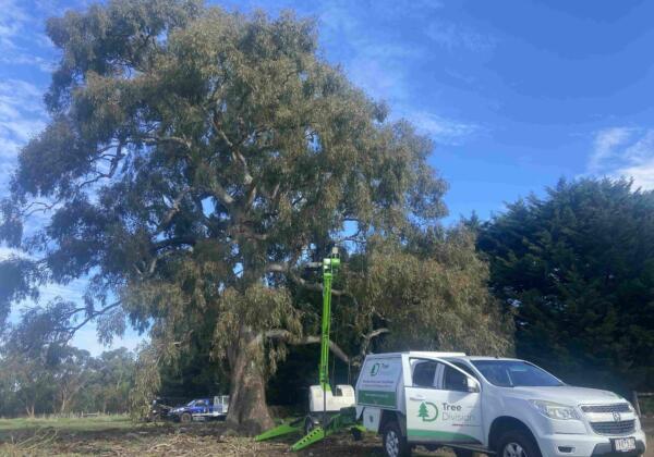 Ewp Tree Services Geelong