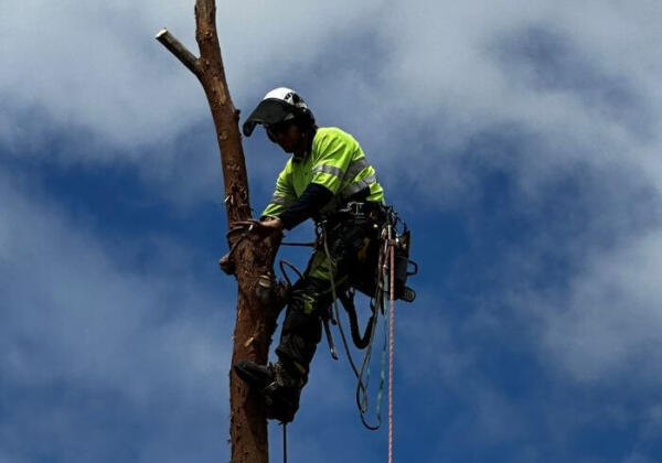 Expert-tree-removal-highton-arborist