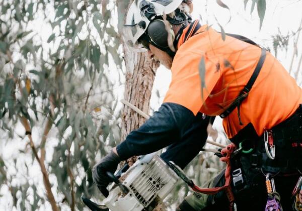 Tree-removal-pruning-services-grovedale-expert - 700x 1000