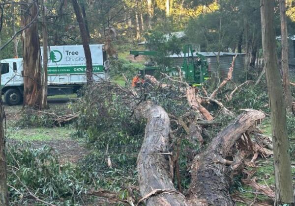 Emergency-tree-service-debris-removal-Surf Coast-Tree-Division