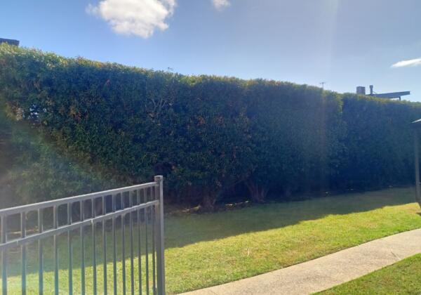 Surfcoast-torquay-tree-service-hedge