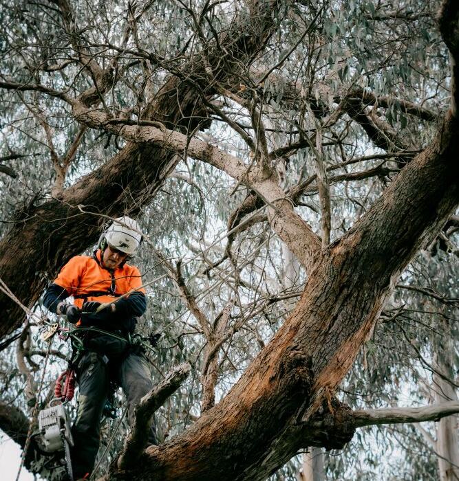 Tree pruning vs tree removal in Geelong, Colac, Bellarine Peninsula and the Surf Coast